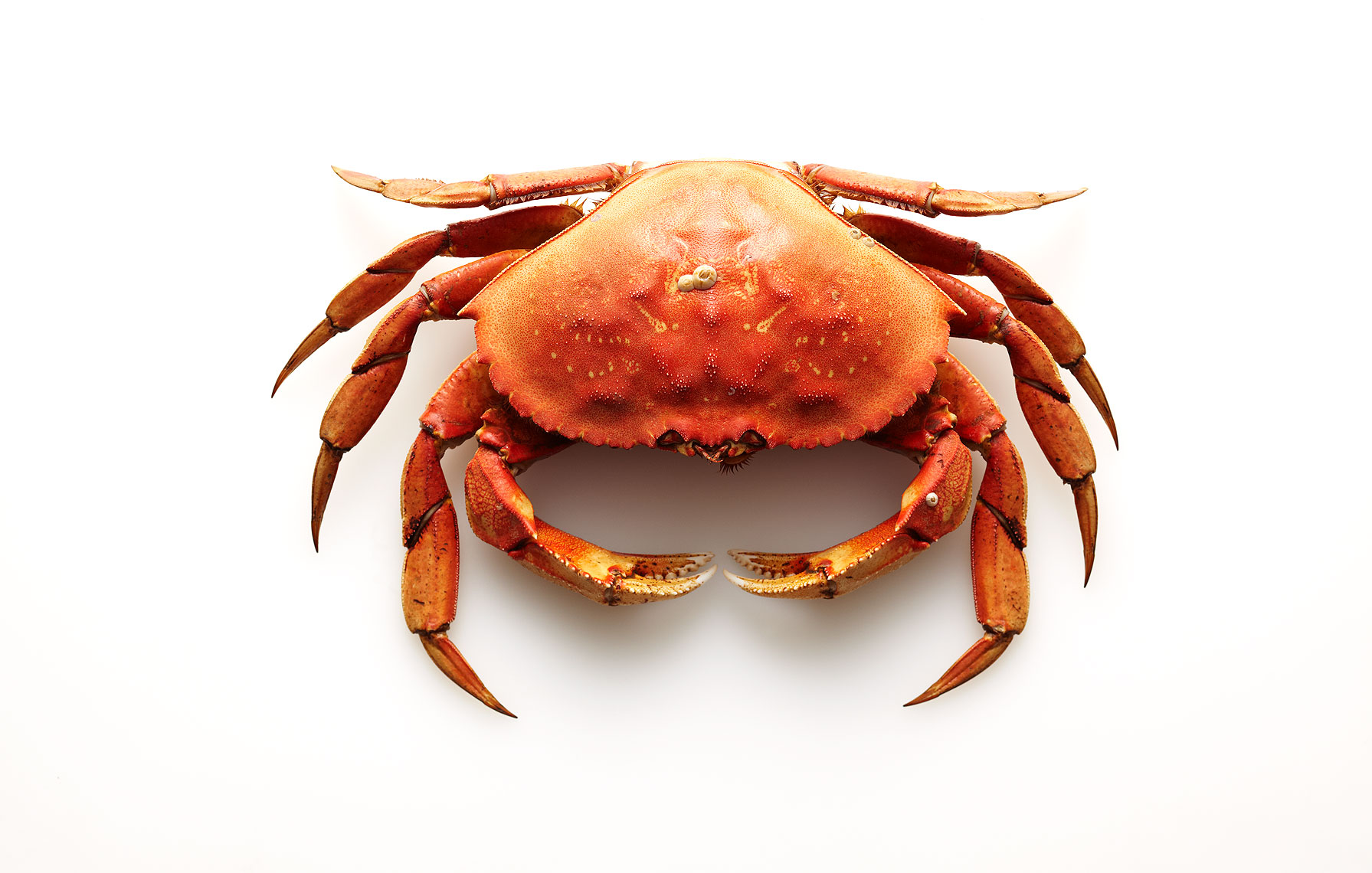 crab261BcolorfixW